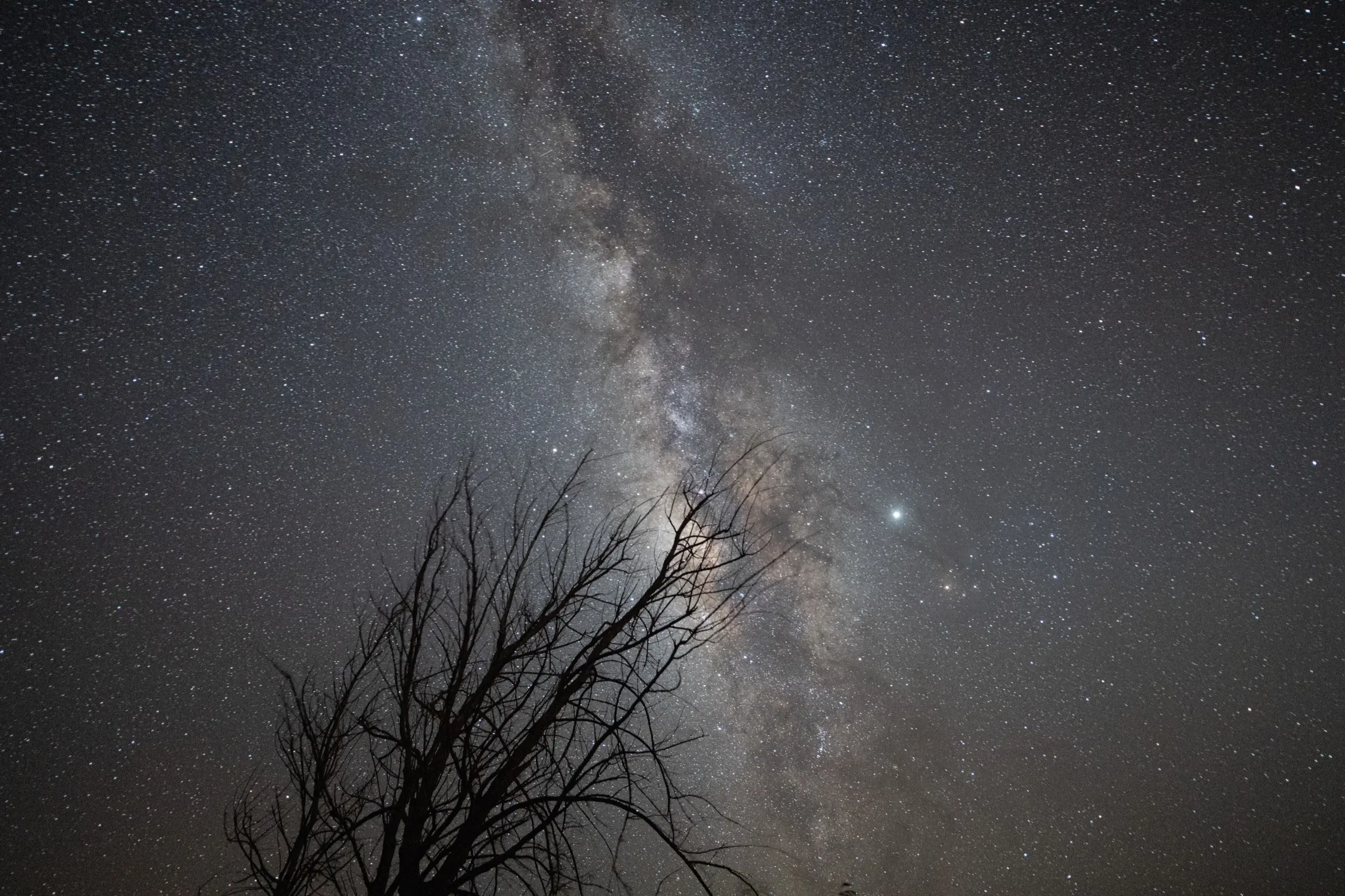 木が映える星空写真