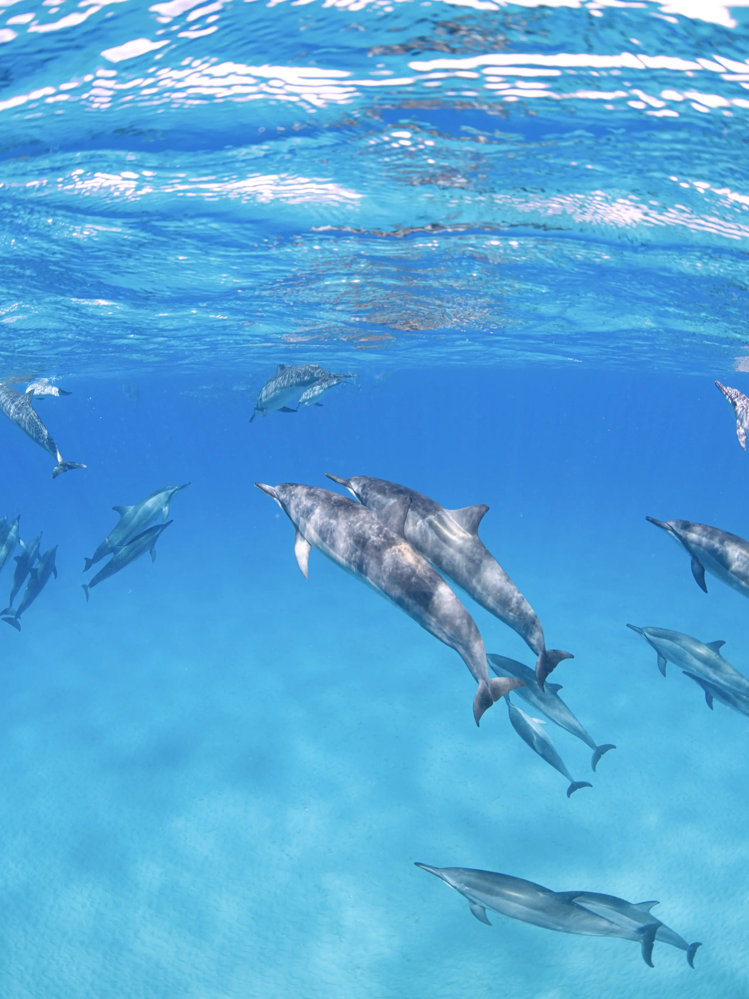 ハシナガイルカの家族at水面