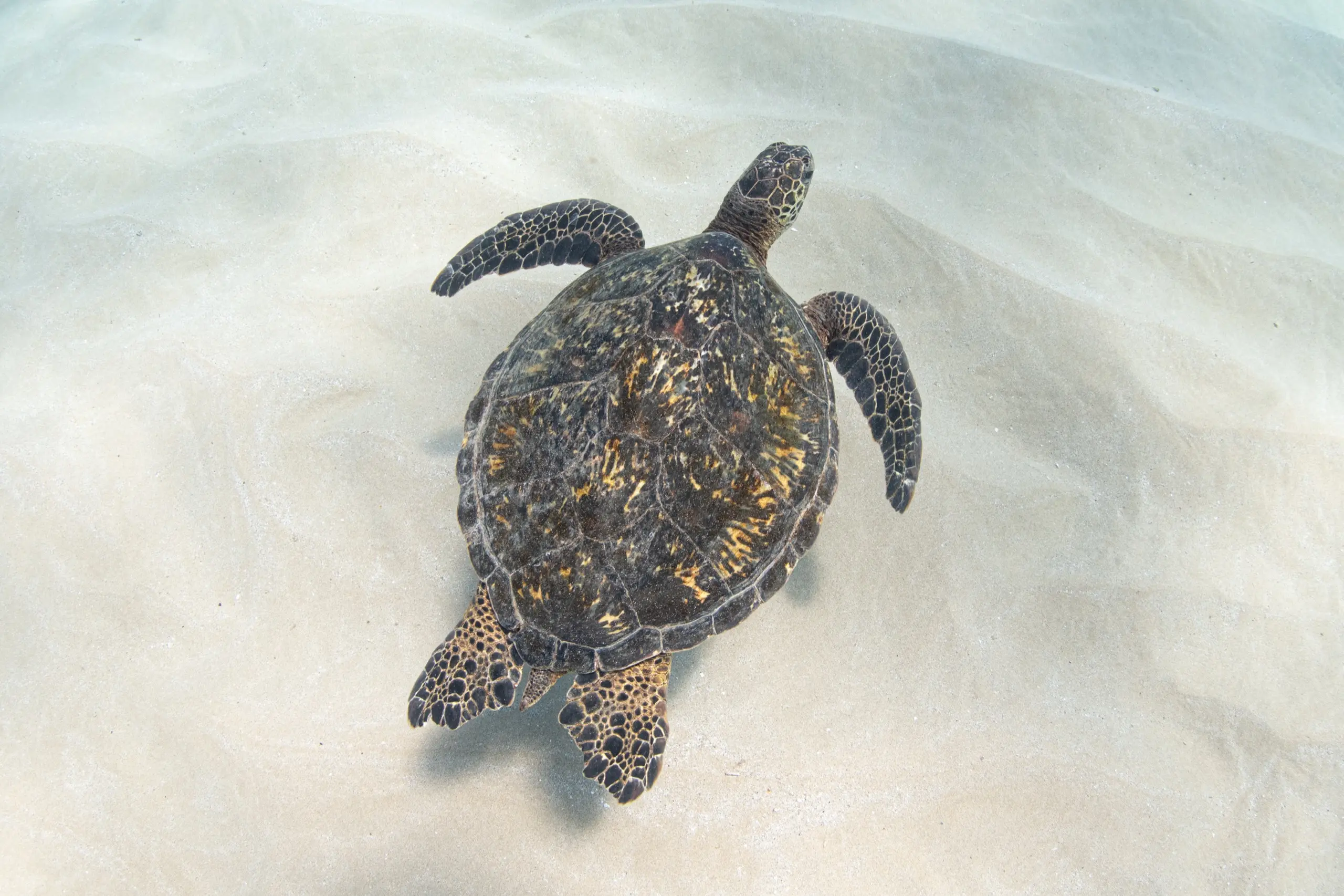 砂地で休むアオウミガメ