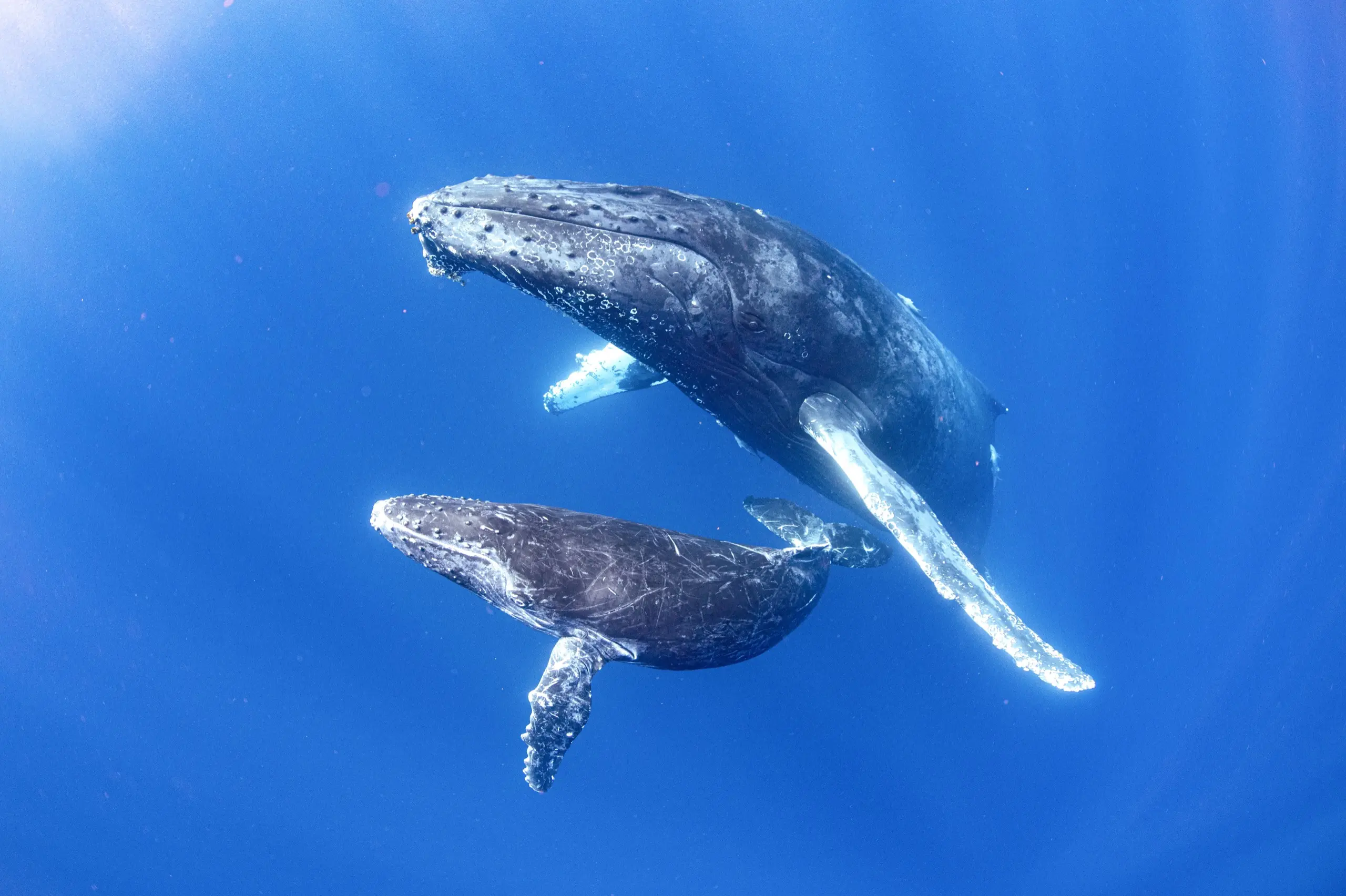 ザトウクジラの親子