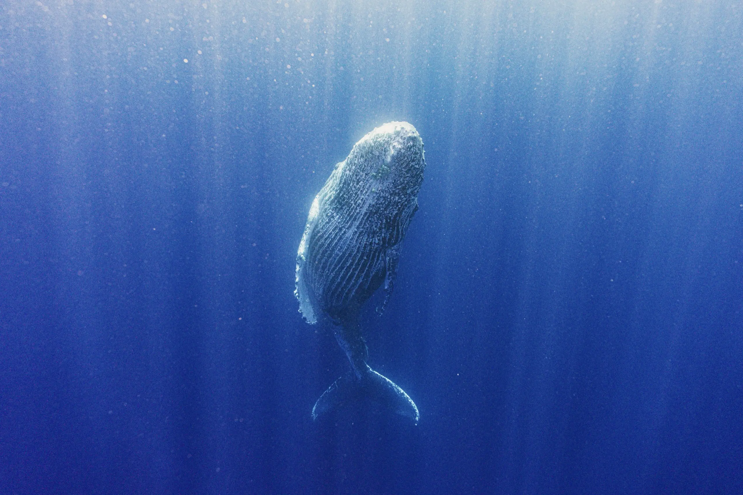 神秘的なザトウクジラ
