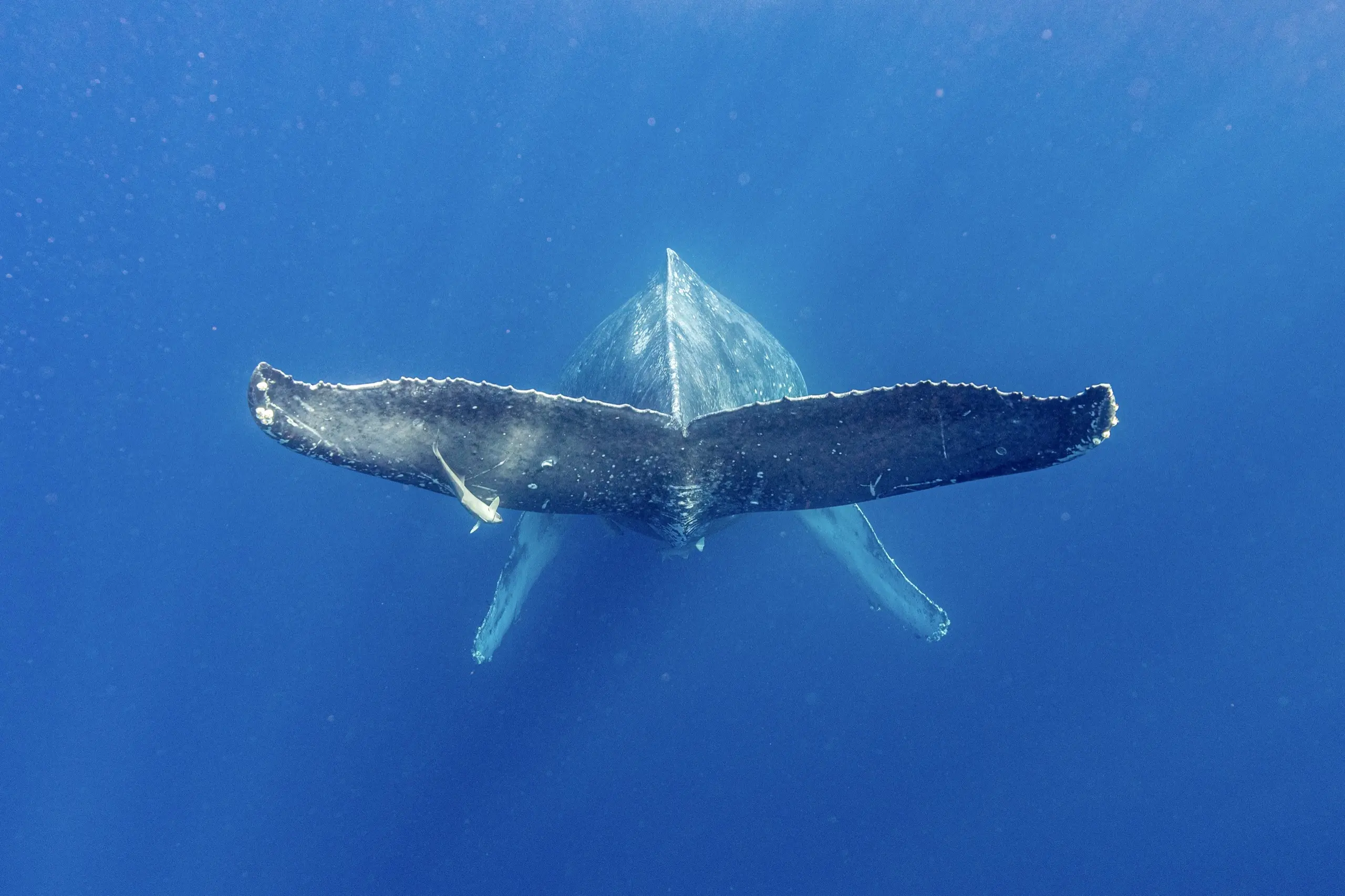 破壊力抜群なザトウクジラの尻尾